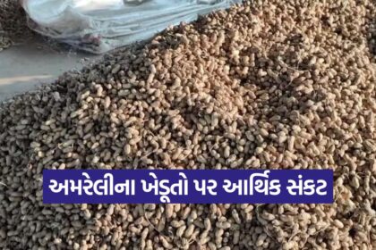 Amreli Groundnut Price Crisis 1