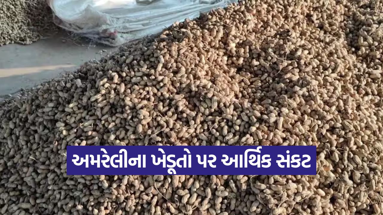 Amreli Groundnut Price Crisis 1