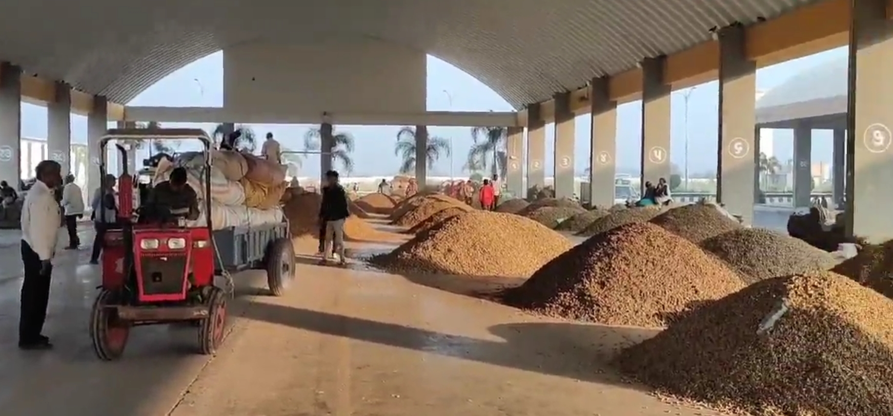 Amreli Groundnut Price Crisis 2
