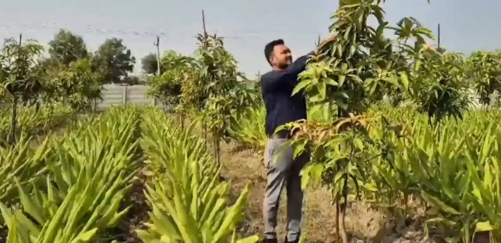 Natural Farming Gujarat.jpeg