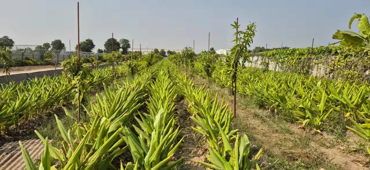 Natural Farming Gujarat.png
