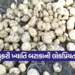 Kufri Khayti Potato Variety 1