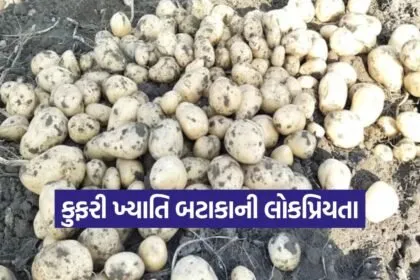 Kufri Khayti Potato Variety 1