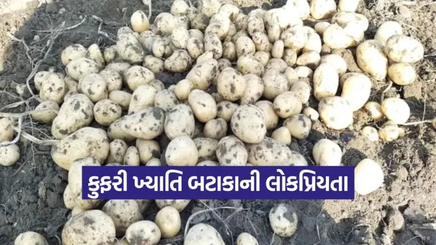 Kufri Khayti Potato Variety 1