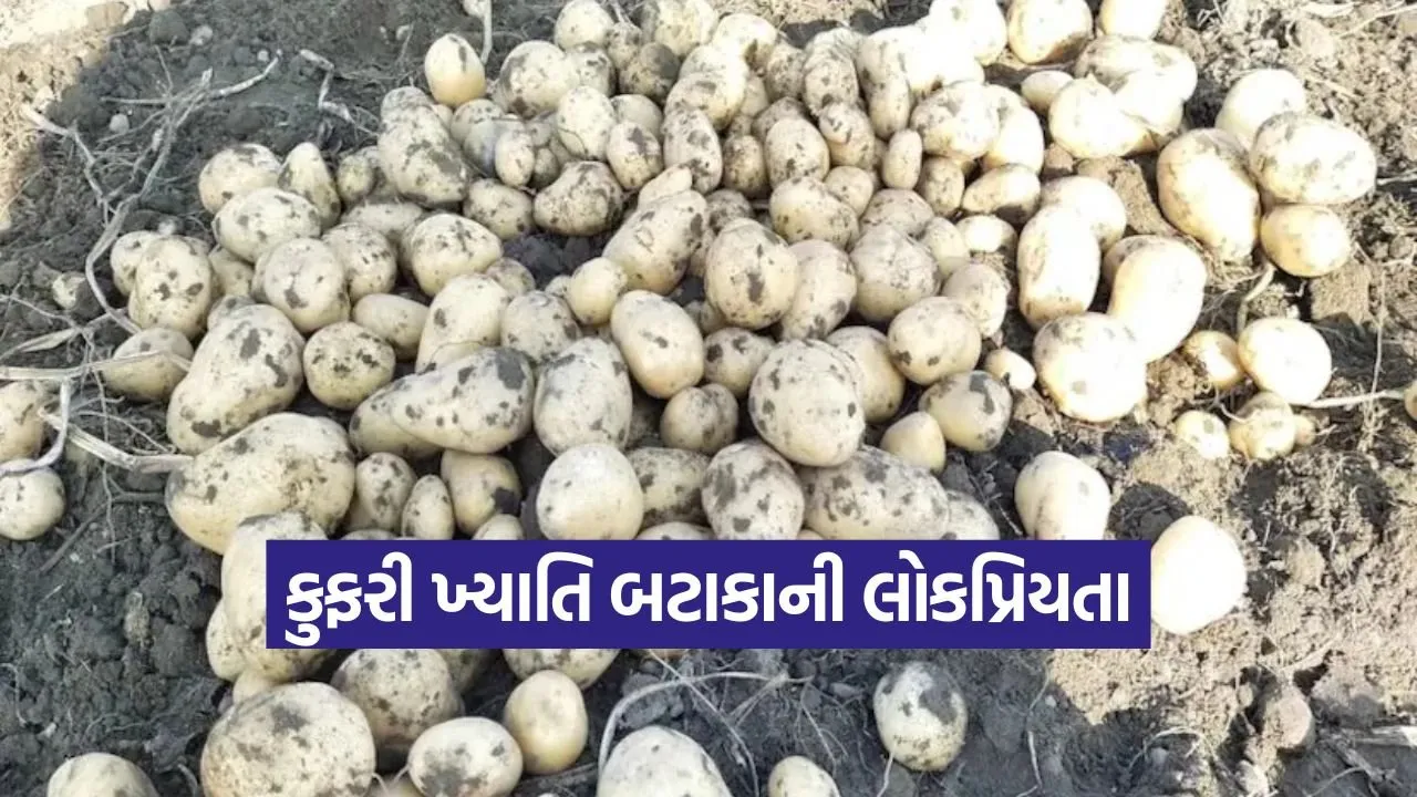 Kufri Khayti Potato Variety 1.jpg
