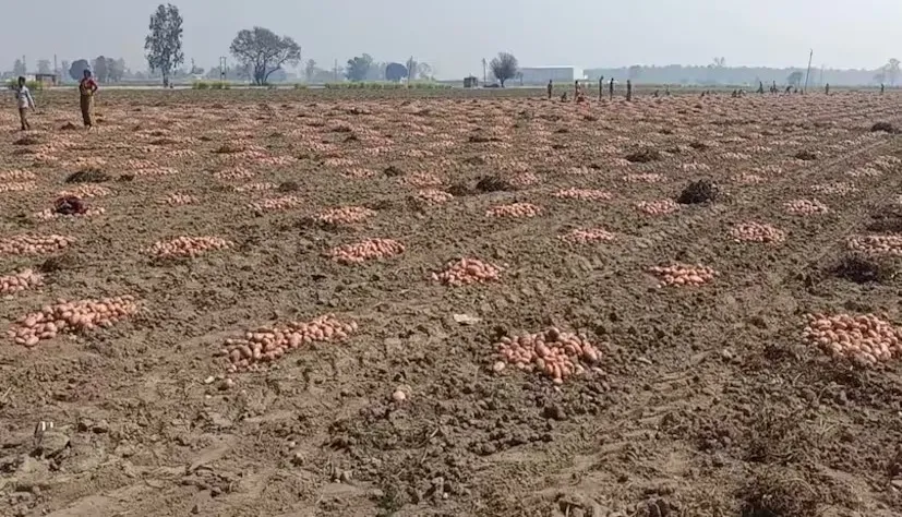 Kufri Khayti Potato Variety: કુફરી ખ્યાતિ: ખેડૂતોમાં લોકપ્રિય બની રહેલી બટાટાની ઉચ્ચ ઉપજ વેરાયટી 2 Kufri Khayti Potato Variety 2.png