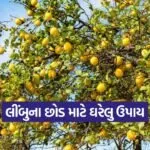 Lemon plant home remedy 1