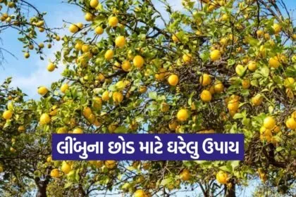 Lemon plant home remedy 1