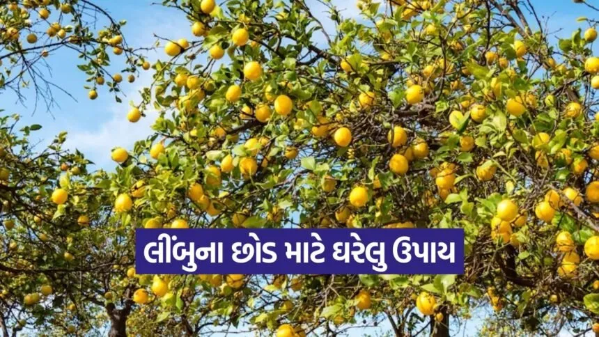 Lemon plant home remedy 1