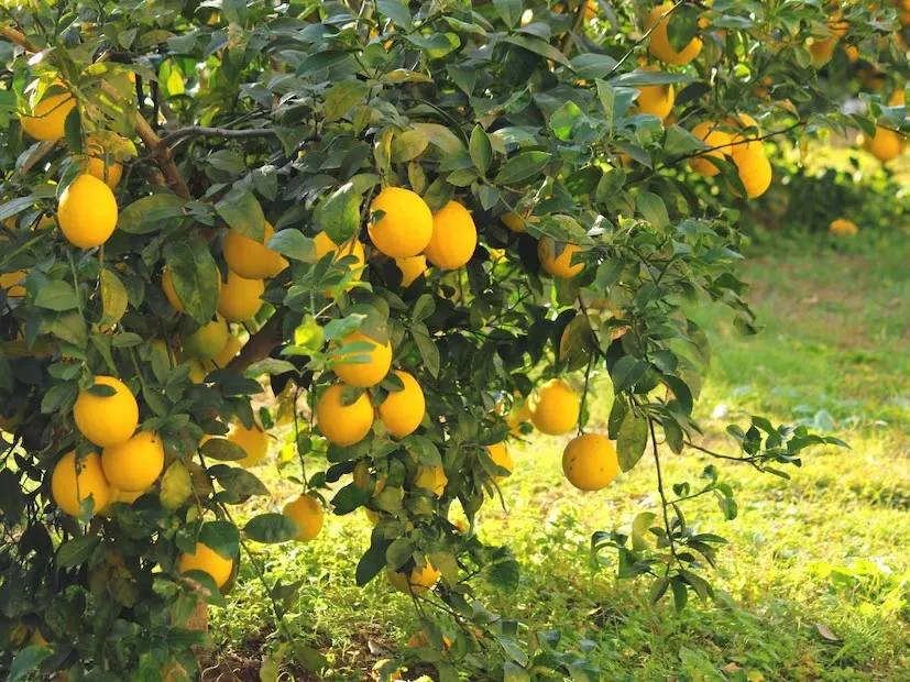 Lemon plant home remedy 2.png