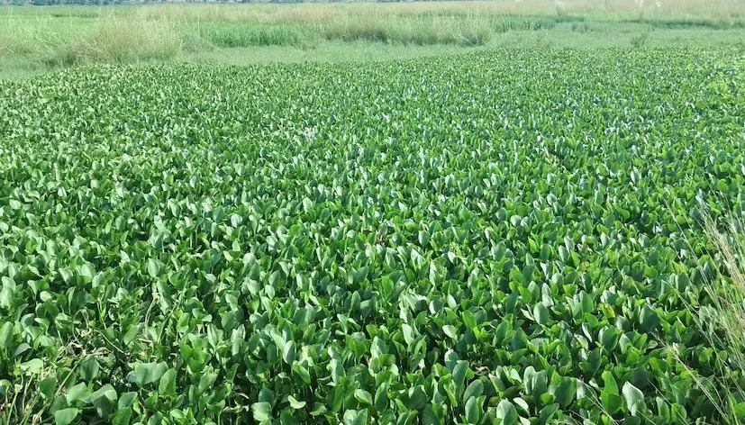 Water hyacinth fertilizer 1.png