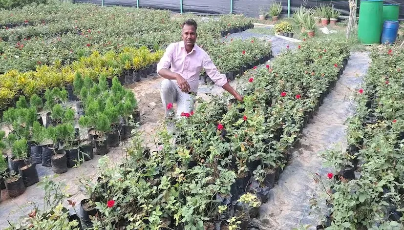 Water hyacinth fertilizer 2.png