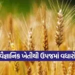 Fertilizer management in wheat crop 1
