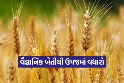 Fertilizer management in wheat crop 1