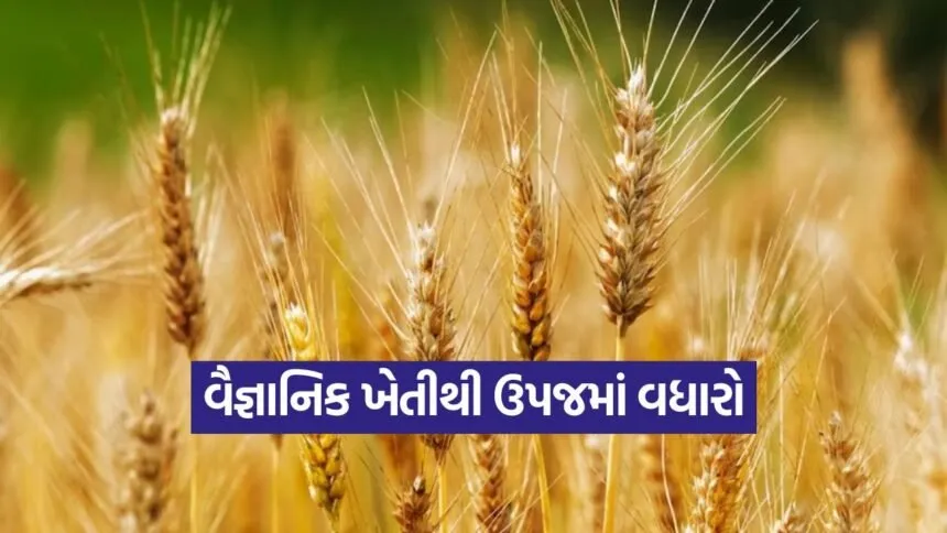 Fertilizer management in wheat crop 1