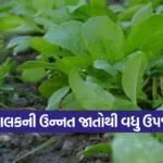 High yield spinach varieties 1