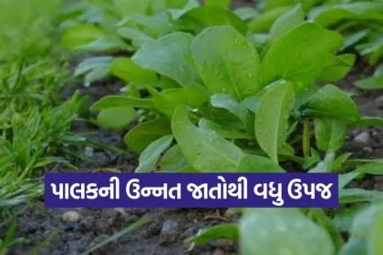 High yield spinach varieties 1