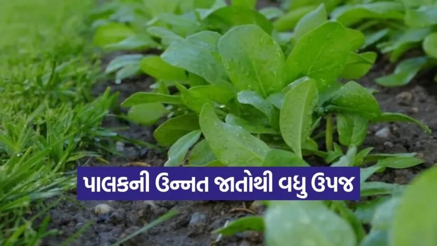 High yield spinach varieties 1