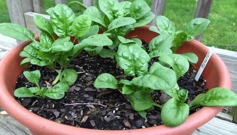 High yield spinach varieties 1.png