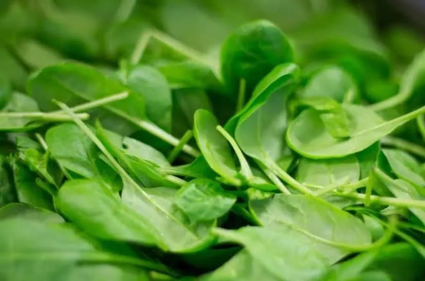 High yield spinach varieties 2.png