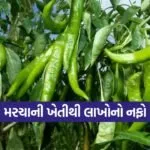 Angara chilli farming 1