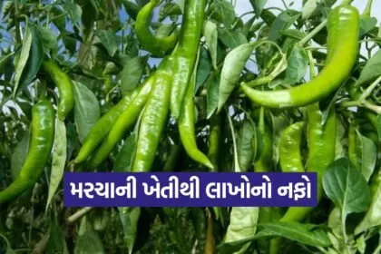 Angara chilli farming 1