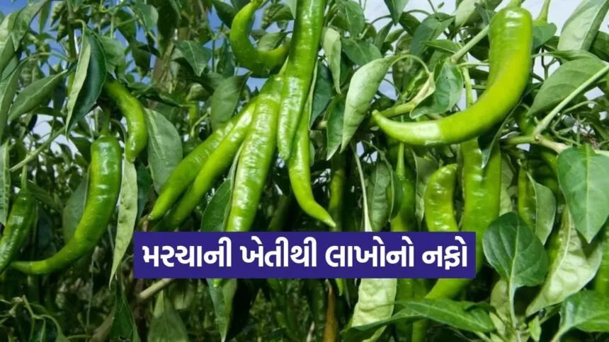 Angara chilli farming 1