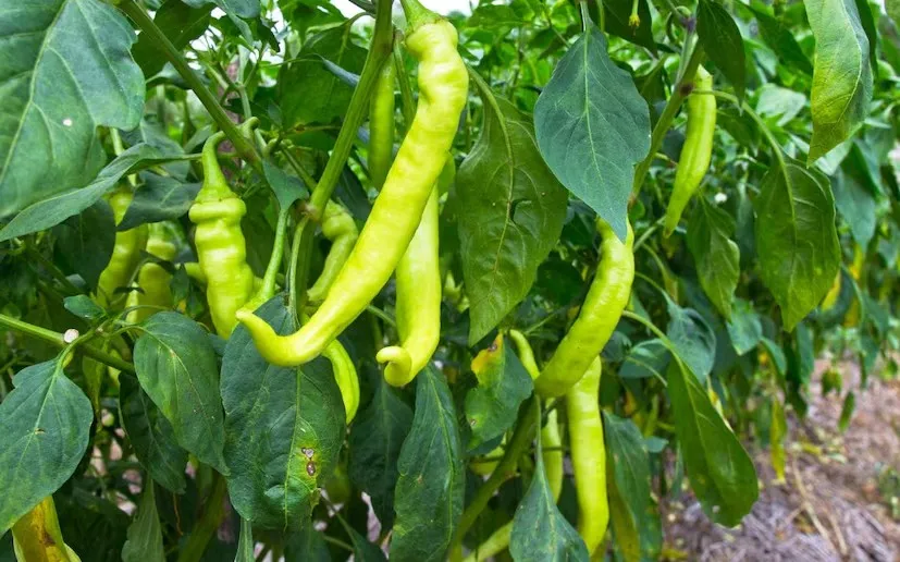 Angara chilli farming: રામપુરના ખેડૂત ગેંદા લાલ ‘અંગારા મરચી’થી કમાઈ રહ્યા છે લાખો, જાણો તેમની સફળતા કહાની 2 Angara chilli farming 1.png