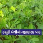Kasuri methi farming 1