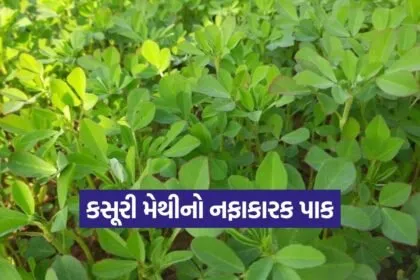 Kasuri methi farming 1