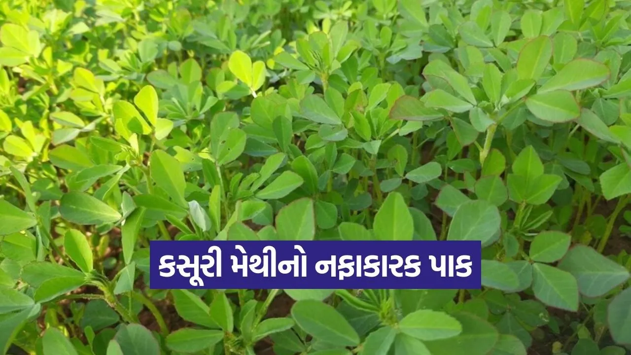 Kasuri methi farming 1.jpg