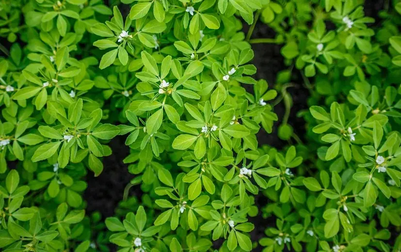 Kasuri methi farming: રાજસ્થાનની ધરતી પર ઉગતી મેથીથી ખેડૂતો કમાઈ રહ્યા છે લાખો 2 Kasuri methi farming 2.png