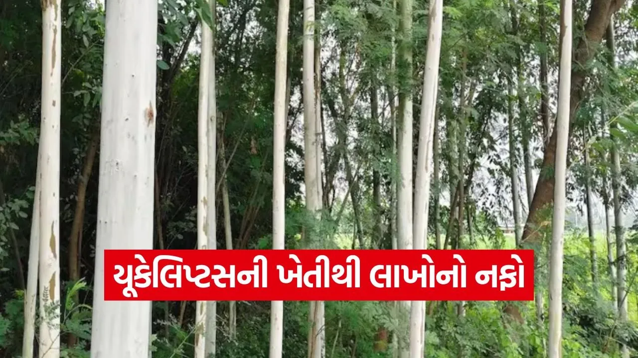 Eucalyptus Farming 1.jpg