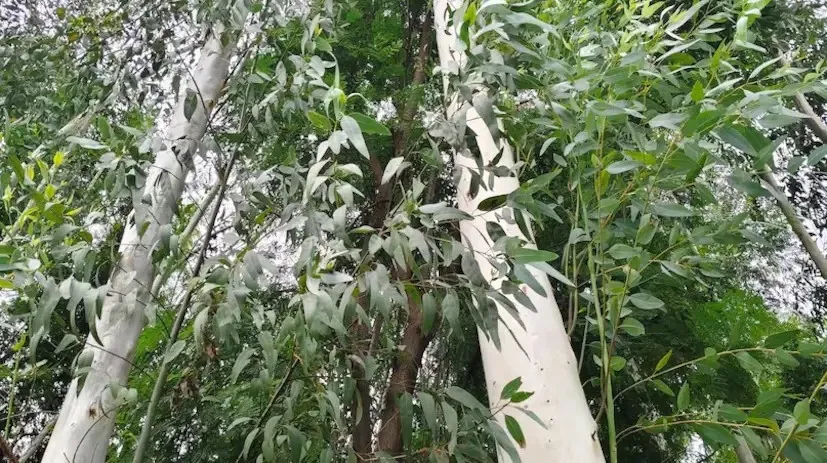 Eucalyptus Farming 1.png