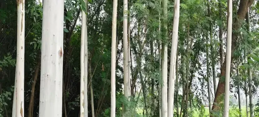 Eucalyptus Farming 2.png