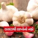 Garlic Farming 1