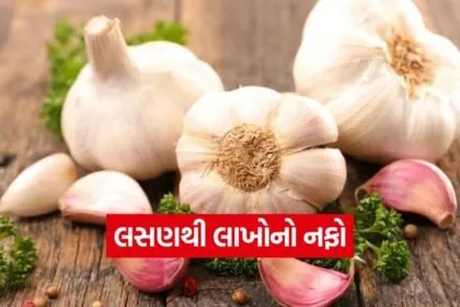 Garlic Farming 1