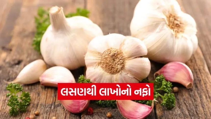 Garlic Farming 1