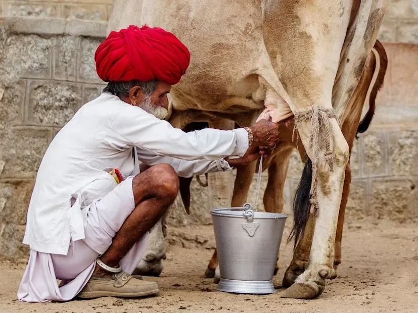 Milk Production 1.png