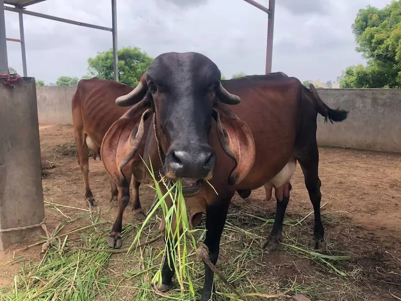 Milk Production 2.png