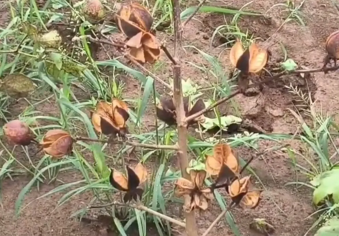 Relief Package for Farmers: વધુ વરસાદથી ખેડૂતોને ભારે નુકસાન, રાજ્ય સરકારનું ₹10,000 કરોડનું Relief Package જાહેર 3 Relief Package for Farmers 1.jpeg