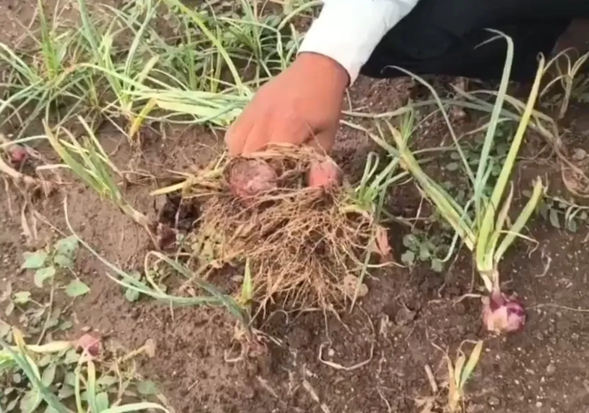 Relief Package for Farmers: વધુ વરસાદથી ખેડૂતોને ભારે નુકસાન, રાજ્ય સરકારનું ₹10,000 કરોડનું Relief Package જાહેર 2 Relief Package for Farmers 2.jpeg