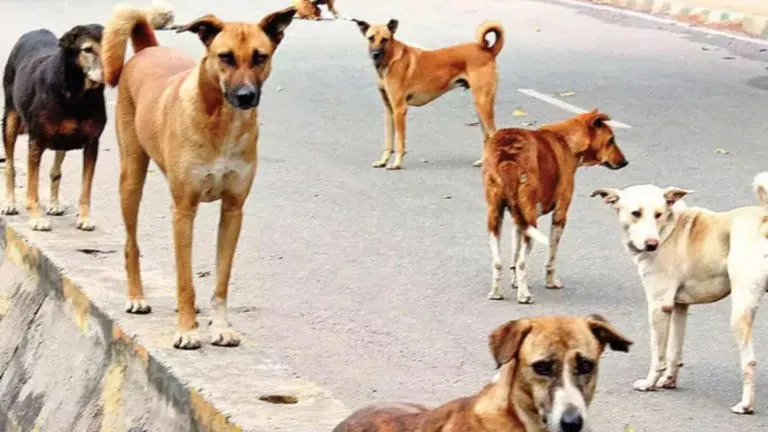 Supreme Court Order on Stray Dogs 1.png