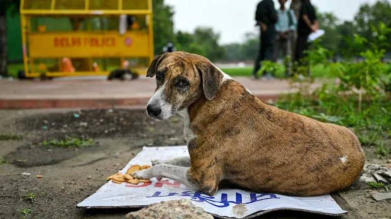 Supreme Court Order on Stray Dogs 2.png