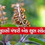tulsi23