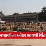 Groundnut Price in Gujarat 1