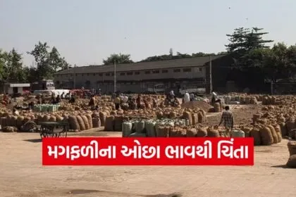 Groundnut Price in Gujarat 1
