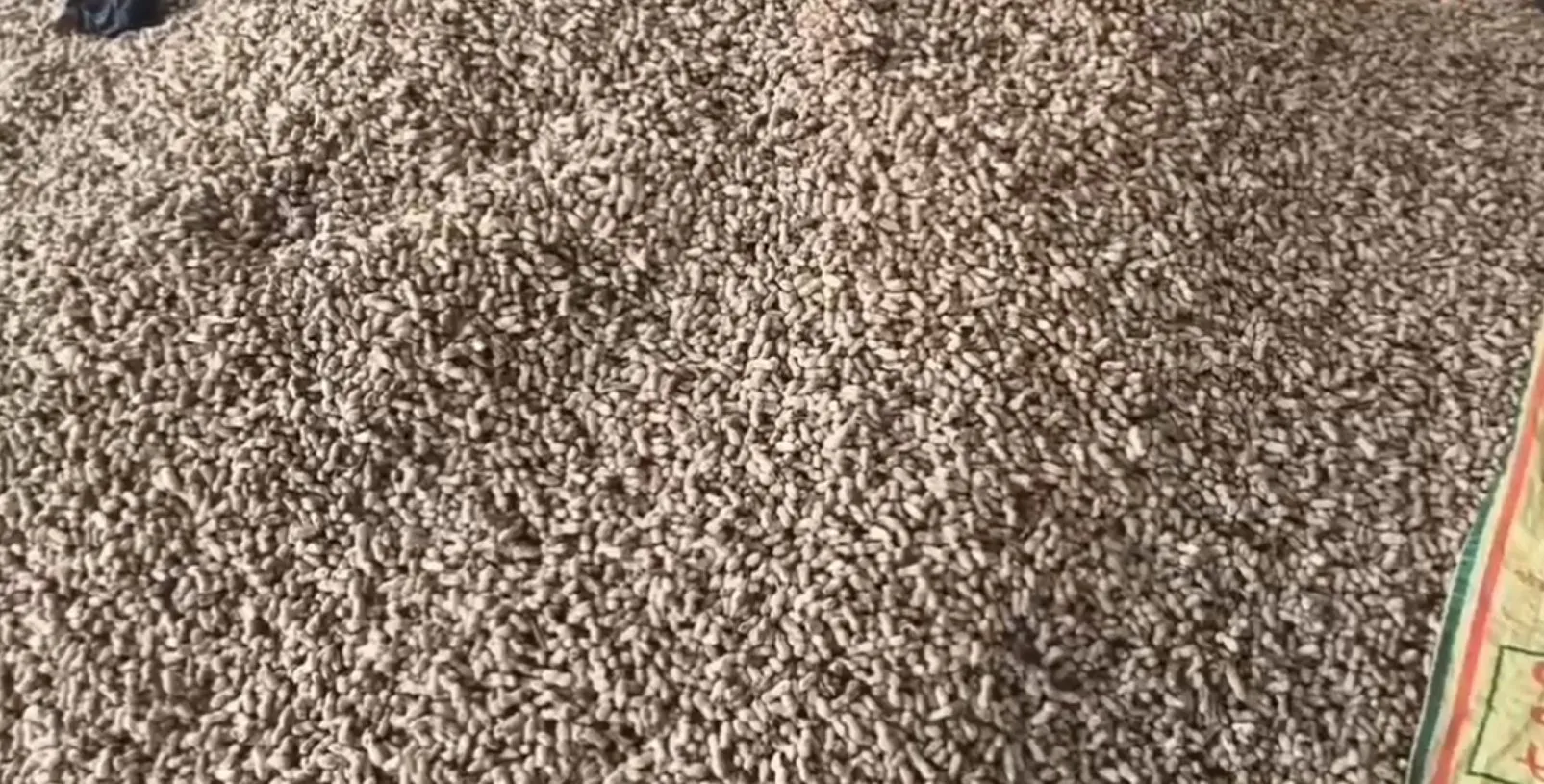 Groundnut Price in Gujarat 1.jpeg