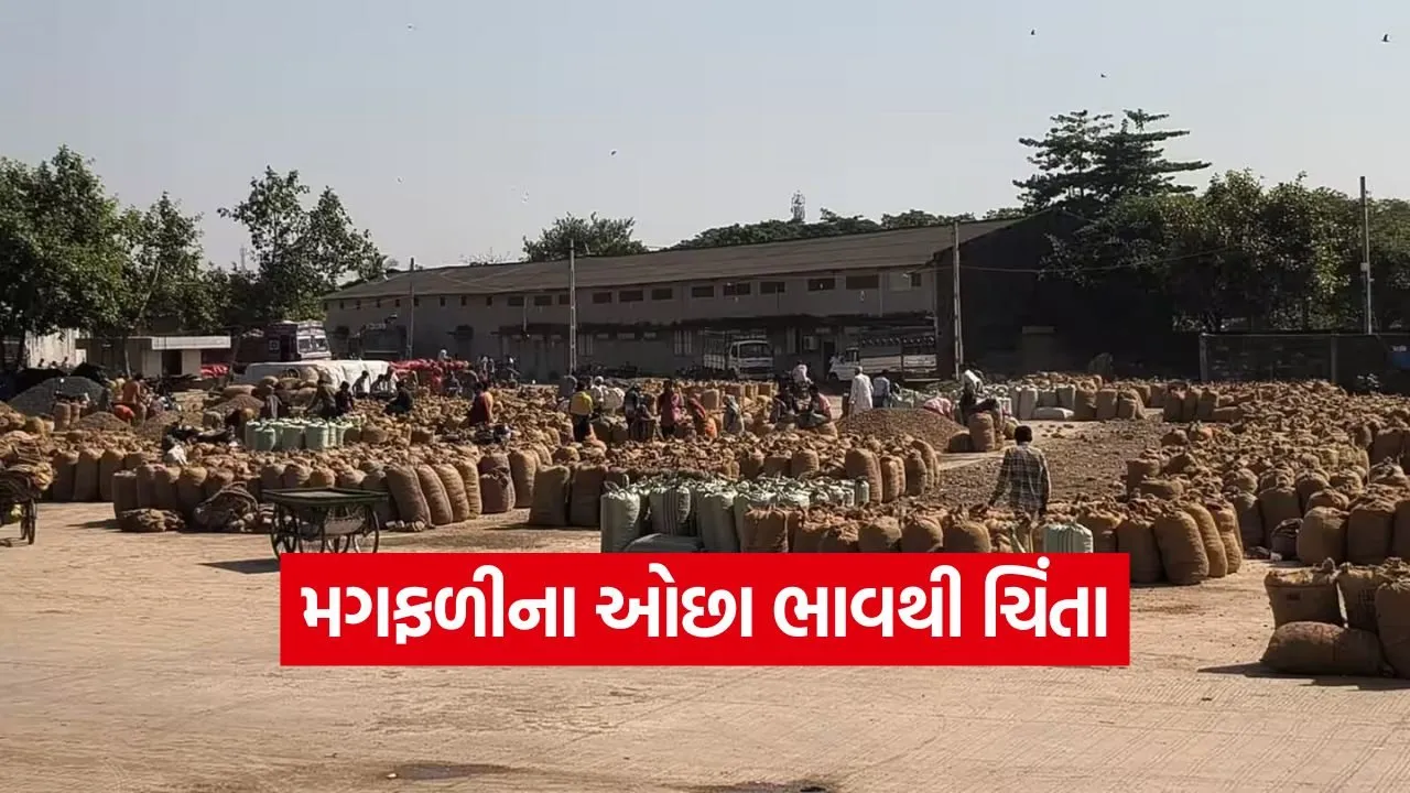 Groundnut Price in Gujarat 1.jpg