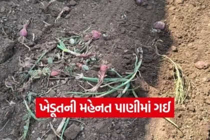 Kharif Onion Crop 1